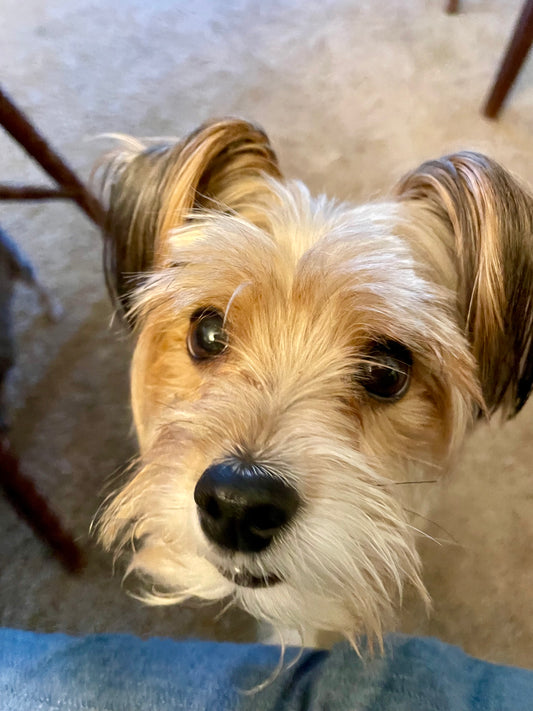 Personalized Pet Patch Hat